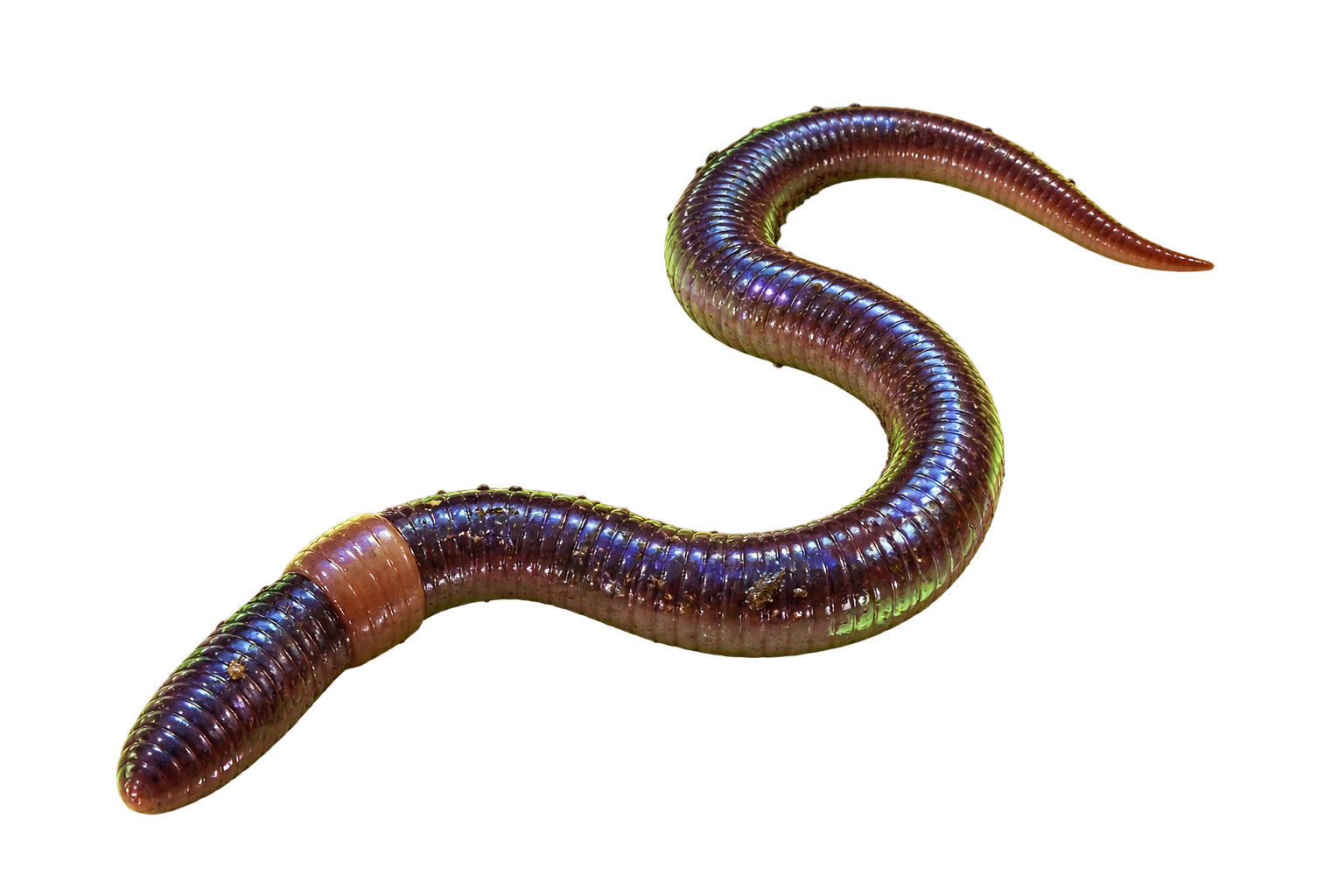 Imagem ilustrativa da Dama-cheirosa